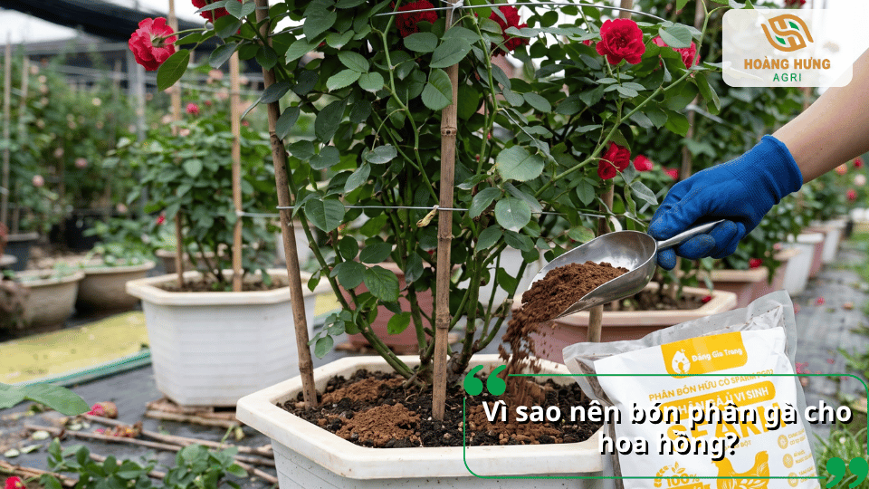 Bón phân gà cho cây hoa hồng trồng chậu để bổ sung dinh dưỡng cho cây.