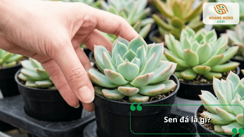 Sen đá là gì và những đặc điểm cơ bản của cây sen đá mà người trồng cần biết.
