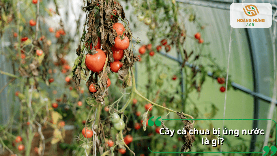 Cây cà chua trong nhà màng bị úng nước, lá khô héo và cây suy yếu.
