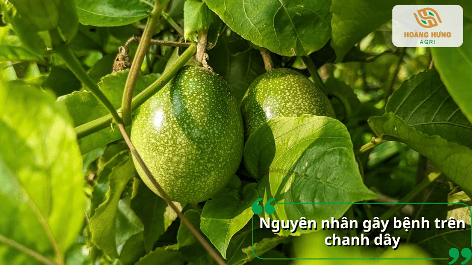 Nguyên nhân gây bệnh trên chanh dây, ảnh hưởng đến sinh trưởng và năng suất cây.