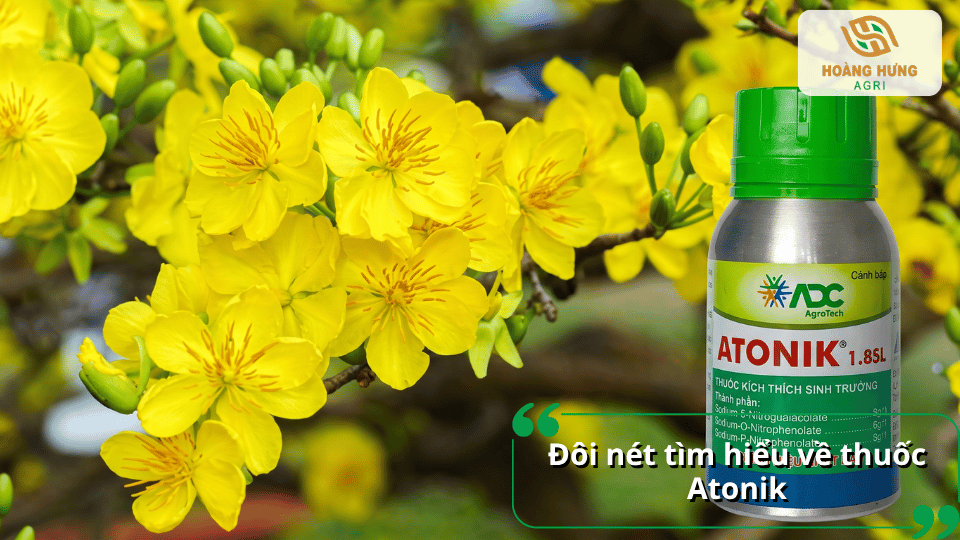 Tìm hiểu về thuốc kích rễ Atonik và công dụng đối với cây mai vàng.
