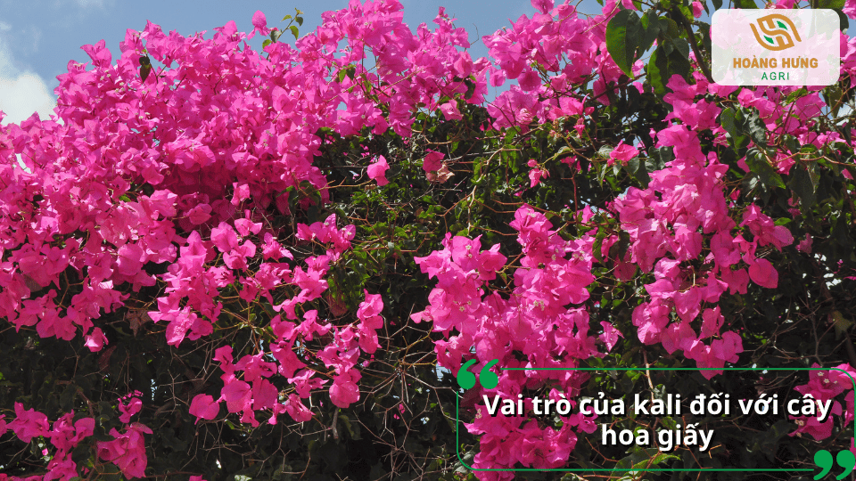 Vai trò của kali giúp cây hoa giấy sinh trưởng khỏe, hoa nhiều và màu sắc tươi đẹp.