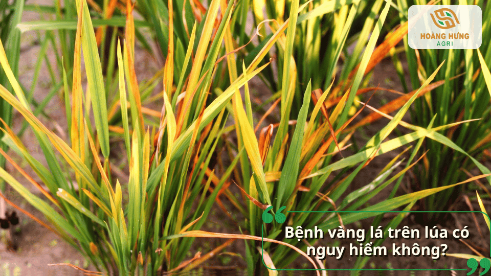 Hình ảnh cây lúa bị vàng lá và mức độ nguy hiểm của bệnh vàng lá trên lúa.