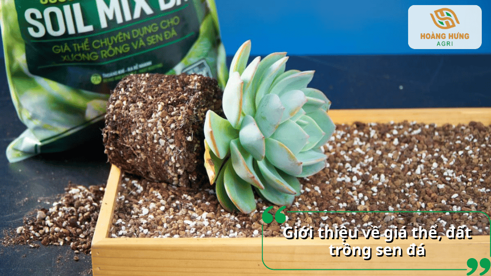 Giới thiệu về giá thể và đất trồng sen đá với hỗn hợp đất cùng các vật liệu giúp tăng độ tơi xốp và khả năng thoát nước.