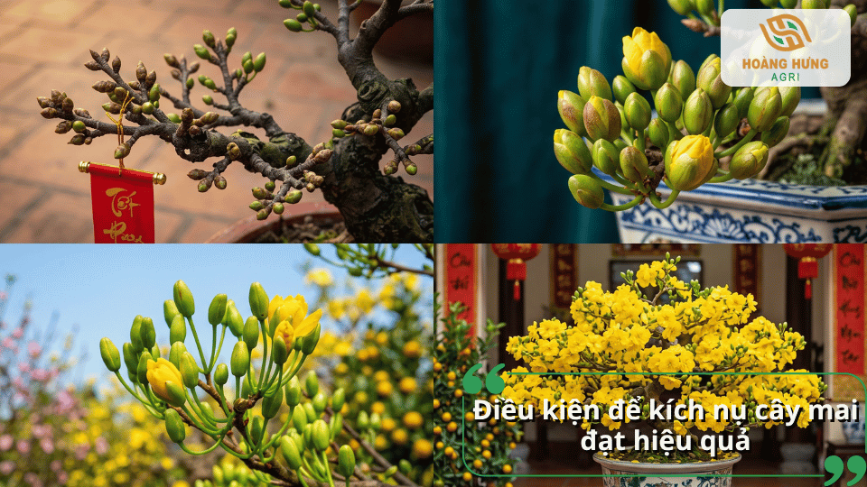 Điều kiện cần thiết để kích nụ cho cây mai vàng đạt hiệu quả.