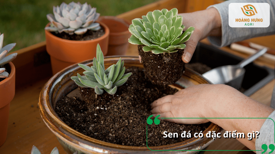 Đặc điểm của sen đá với lá mọng nước, khả năng chịu hạn và dễ chăm sóc.