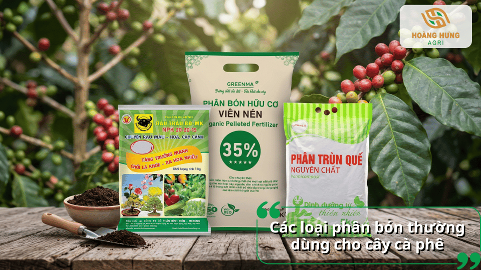 Các loại phân bón thường dùng cho cây cà phê gồm phân hữu cơ, phân NPK và phân trùn quế.