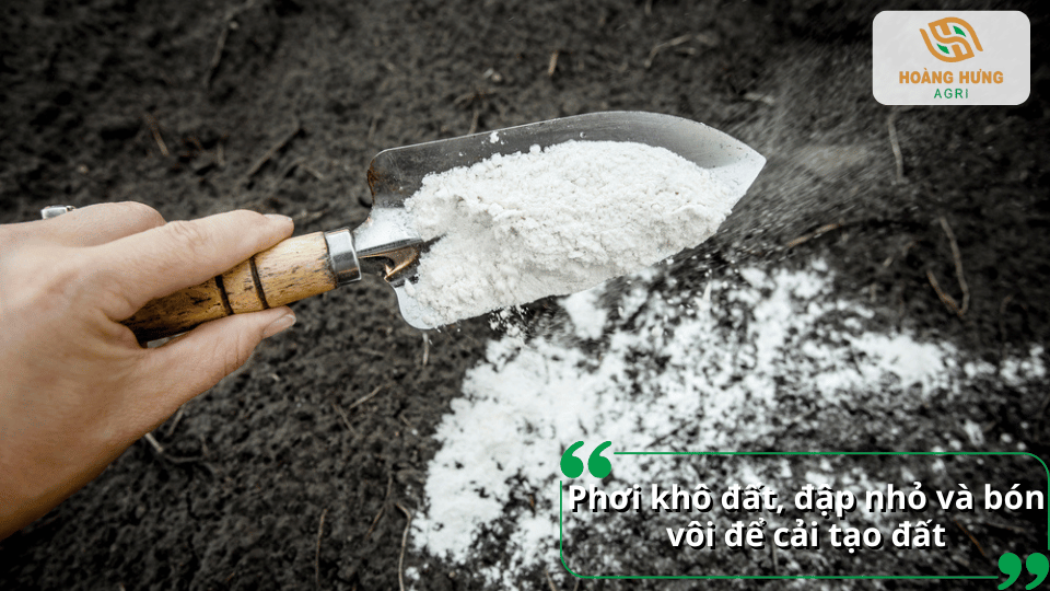 Phơi khô đất, đập nhỏ đất và bón vôi giúp cải thiện đất, hạn chế chua và tạo môi trường thuận lợi cho cây.