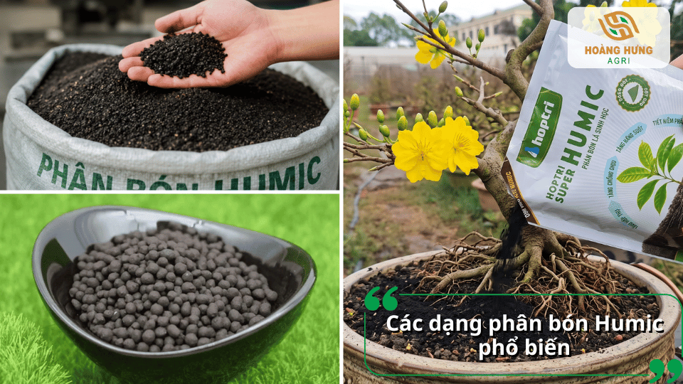 Các dạng phân bón Humic phổ biến gồm dạng bột, dạng hạt và dạng viên dùng cho cây trồng.