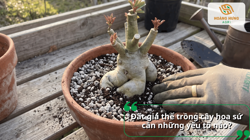 Giá thể trồng hoa sứ gồm đất, perlite và các vật liệu giúp tăng độ thông thoáng.