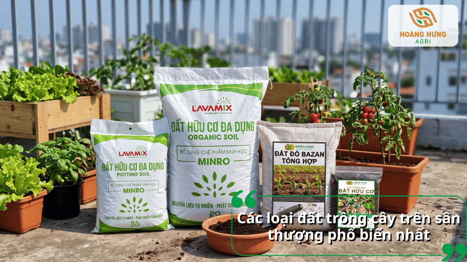 Các loại đất trồng cây trên sân thượng được trưng bày cùng rau xanh và cây cà chua.