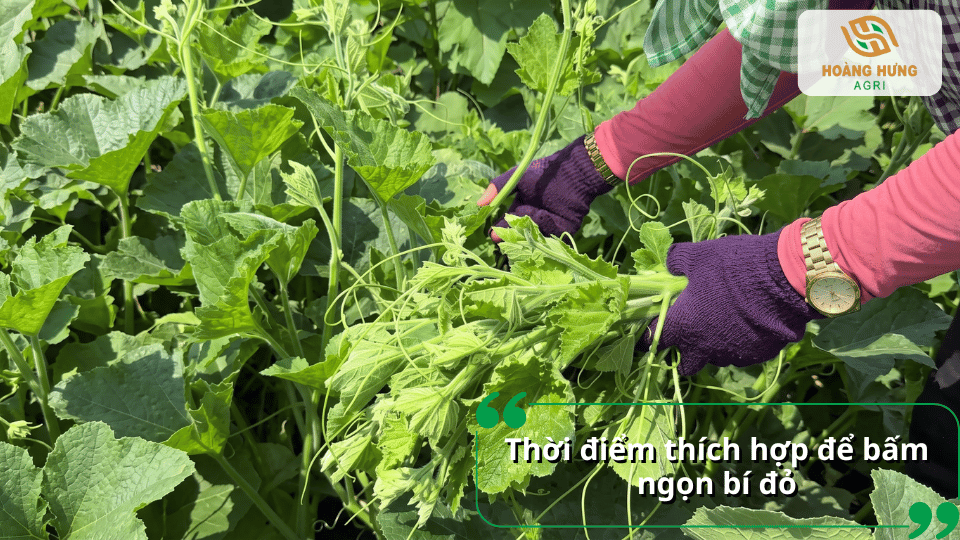 Thời điểm thích hợp để bấm ngọn bí đỏ khi cây phát triển nhiều ngọn và lá non