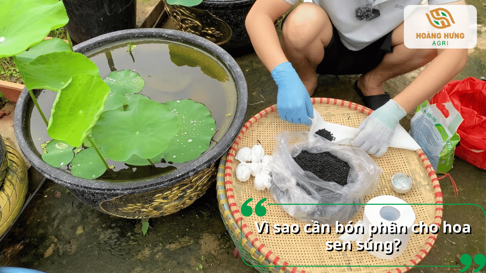 Chuẩn bị phân bón và vật liệu để bón phân cho hoa sen súng.