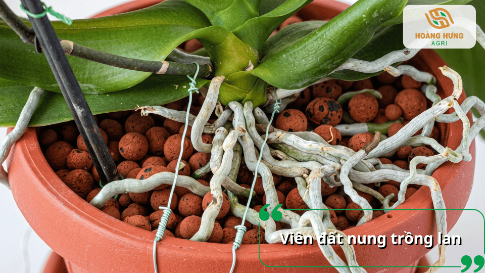 Lan hồ điệp được trồng trong chậu với giá thể viên đất nung và bộ rễ phát triển bên trên.