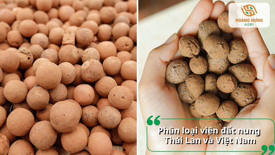 Phân loại viên đất nung Thái Lan và Việt Nam dùng trong trồng lan.
