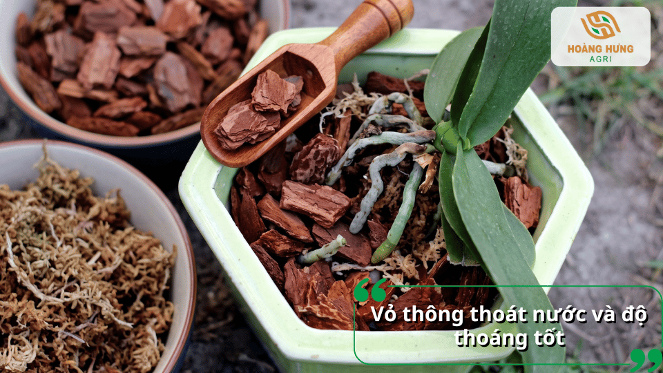 Vỏ thông kết hợp với lan giúp tăng độ thoáng và khả năng thoát nước cho giá thể.