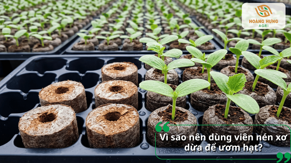 Lợi ích của viên nén xơ dừa giúp hạt nảy mầm nhanh và phát triển đồng đều.