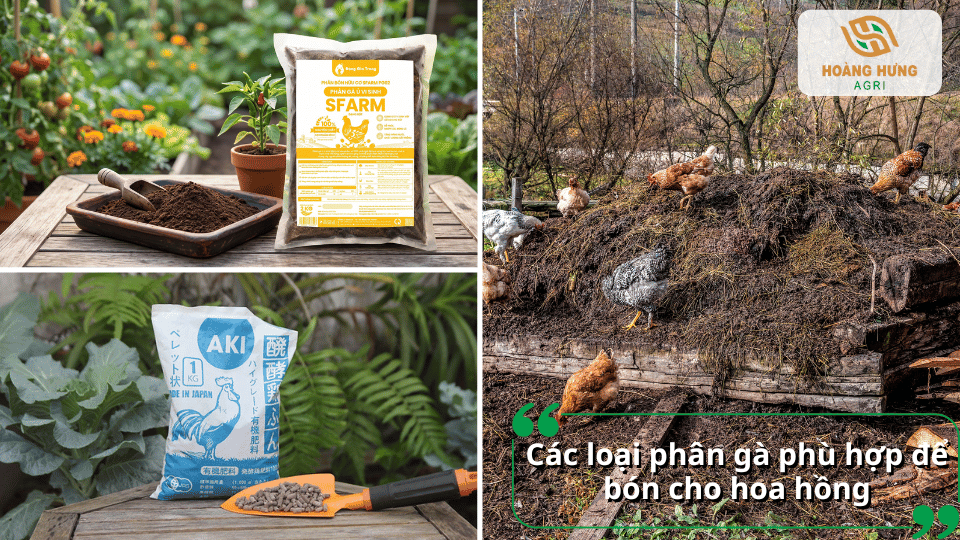 Các loại phân gà phù hợp để bón cho hoa hồng trồng chậu và trồng đất.