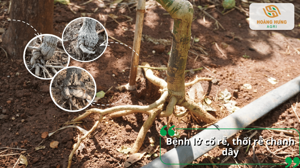 Bệnh lở cổ rễ, thối rễ chanh dây gây tổn thương phần gốc và bộ rễ cây.
