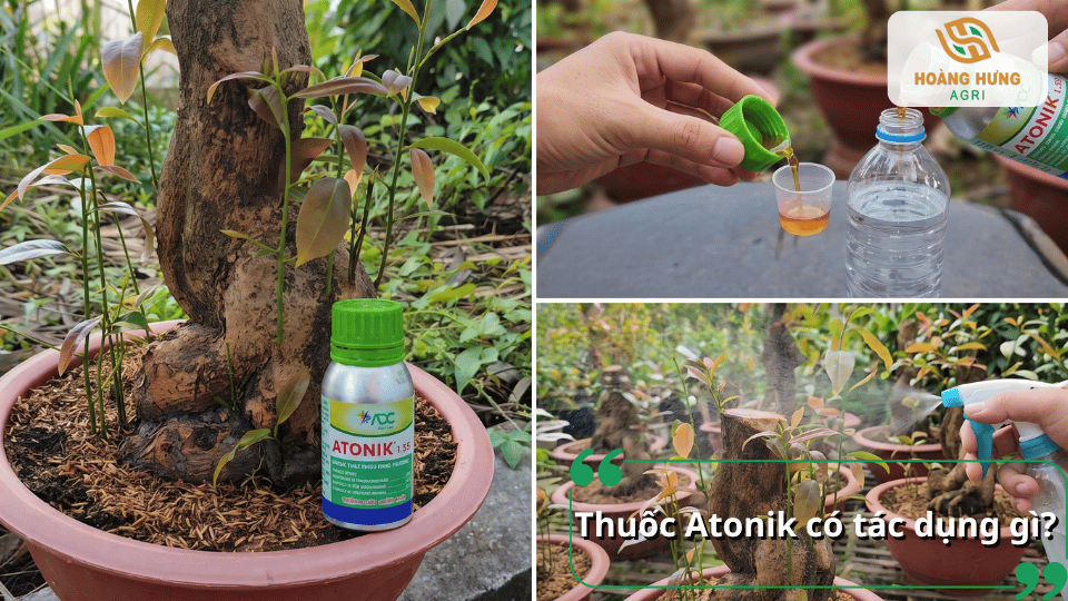 Thuốc kích rễ Atonik giúp kích thích ra rễ, bật chồi và phục hồi cây mai.