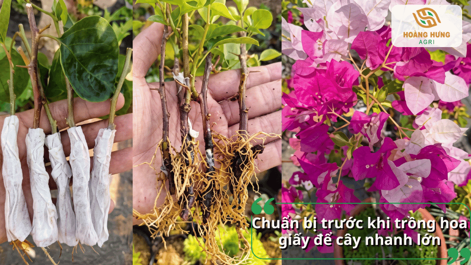 Chuẩn bị cành giống, giá thể và cây giống trước khi trồng hoa giấy.