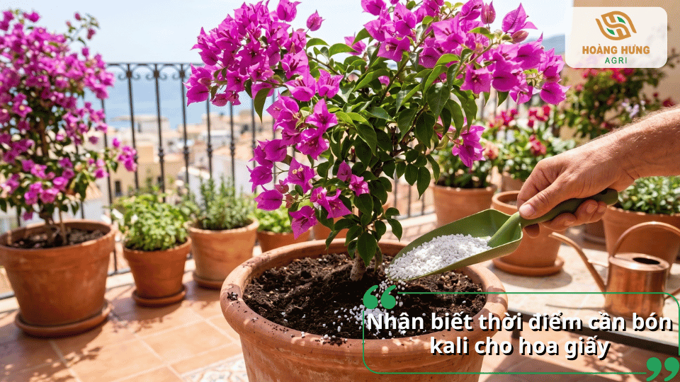 Nhận biết thời điểm bón kali cho hoa giấy để cây hấp thu dinh dưỡng hiệu quả.