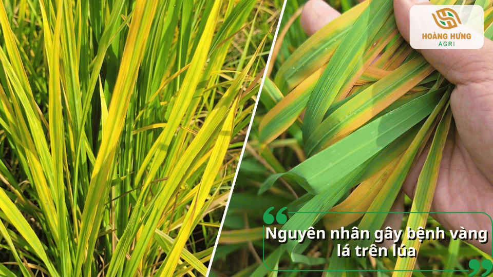Gói thuốc Ridomil Gold 68WG đặt giữa ruộng lúa, giới thiệu thuốc trị bệnh vàng lá hại lúa.