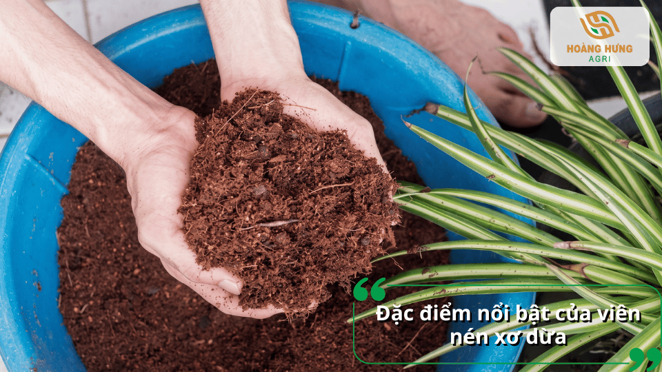Đặc điểm nổi bật của viên nén xơ dừa sau khi ngâm nở là tơi xốp, nhẹ, giữ ẩm tốt và phù hợp làm giá thể trồng cây.