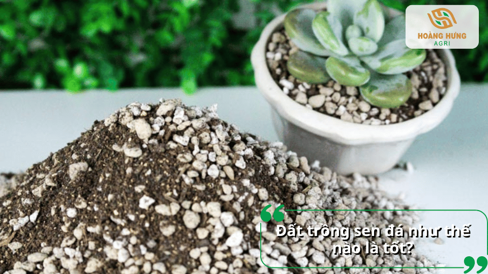 Đất trồng sen đá tốt cần tơi xốp, thoát nước nhanh, thông thoáng và hạn chế tình trạng úng nước gây thối rễ.