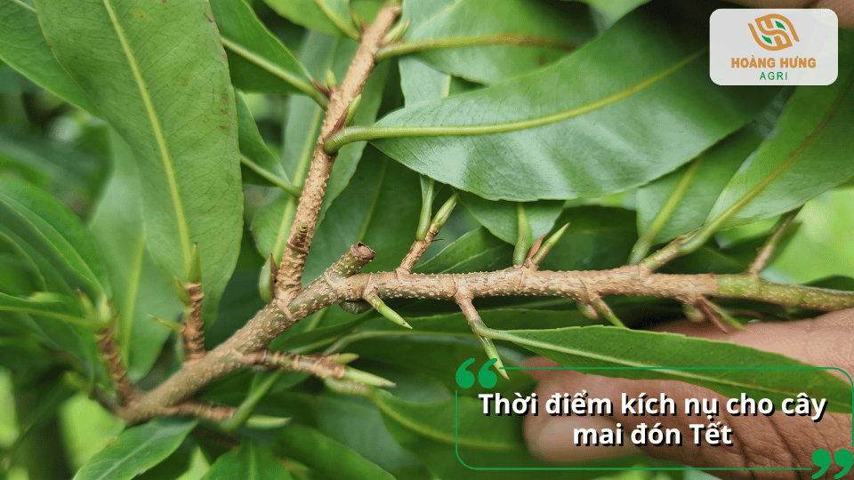 Thời điểm kích nụ cho cây mai vàng để hoa nở đúng dịp Tết.