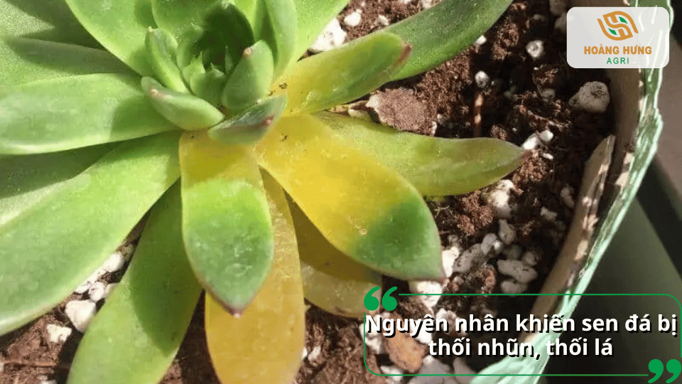 Nguyên nhân khiến sen đá bị thối nhũn, vàng lá do tưới nước quá nhiều hoặc úng rễ.