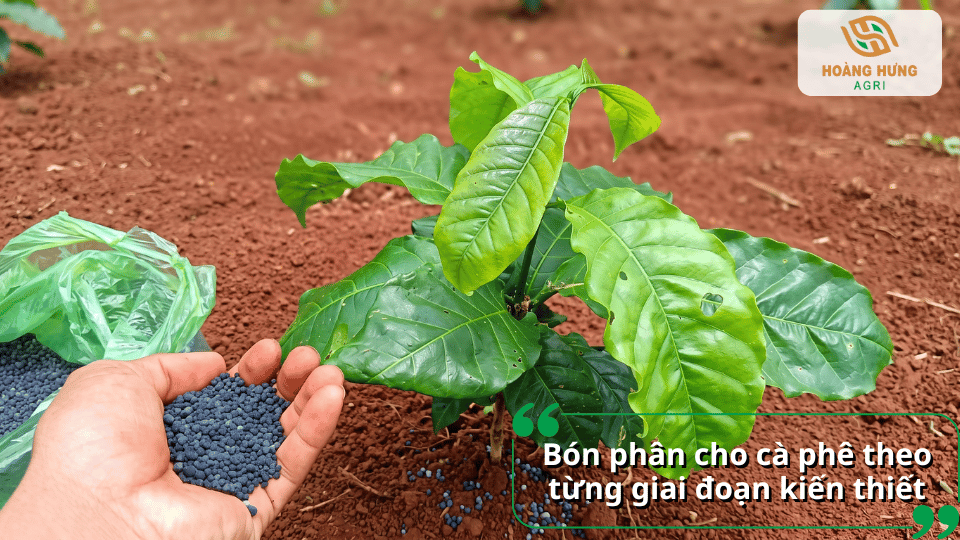 Cách bón phân cho cà phê giai đoạn kiến thiết giúp cây phát triển bộ rễ và tán lá.