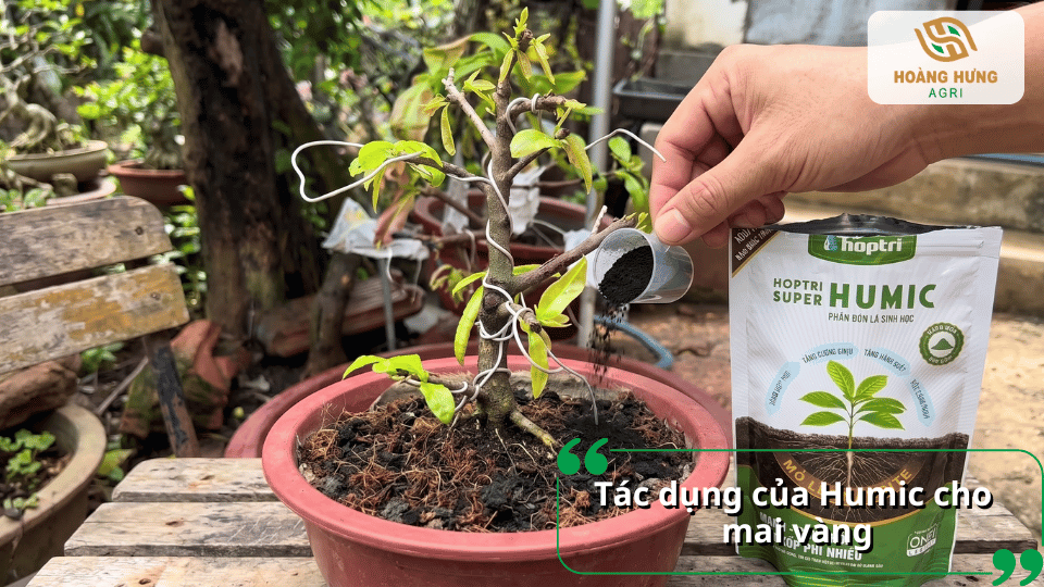 Tác dụng của Humic cho mai vàng giúp kích thích rễ phát triển và tăng khả năng hấp thu dinh dưỡng.