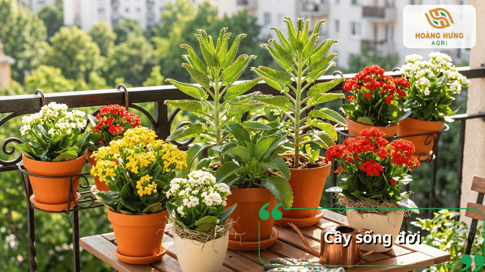 Cây sống đời với nhiều chậu hoa vàng, đỏ và trắng nổi bật trên ban công.