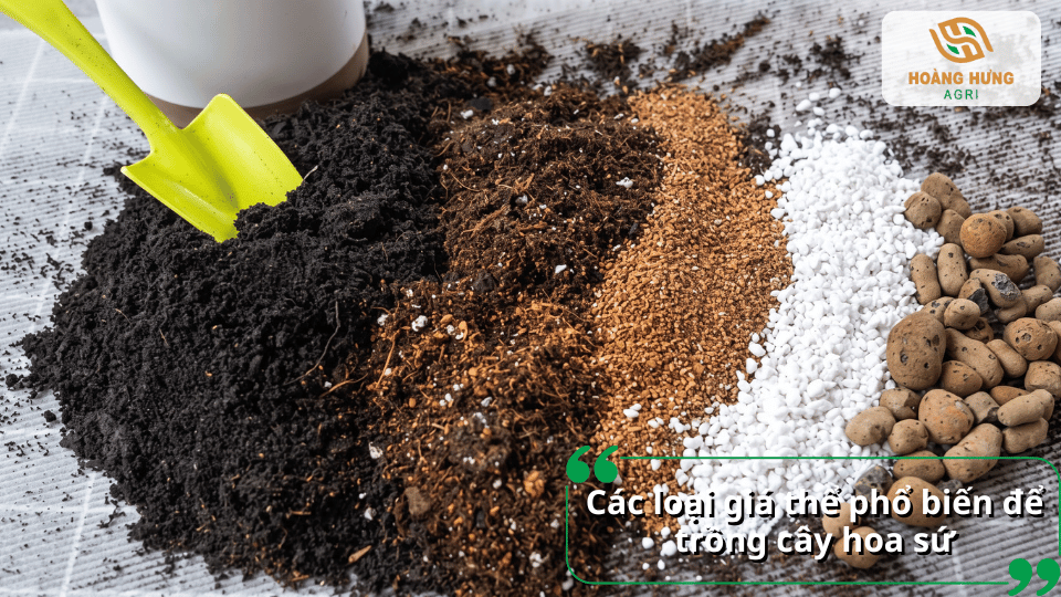 Các loại giá thể phổ biến được sử dụng để trồng và chăm sóc cây hoa sứ.