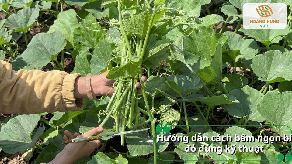 Hướng dẫn cách bấm ngọn bí đỏ đúng kỹ thuật bằng kéo cắt cành