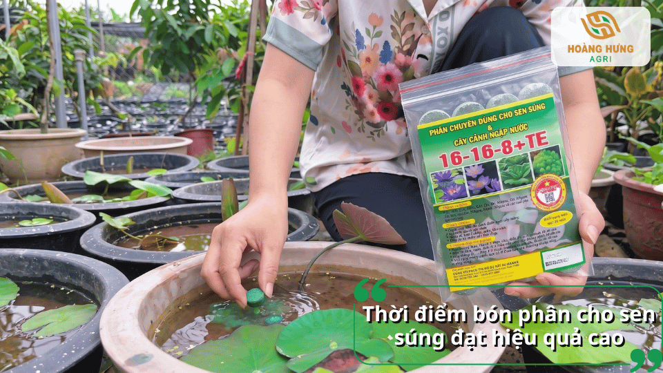 Bón phân cho sen súng đúng thời điểm giúp cây sinh trưởng và ra hoa tốt.