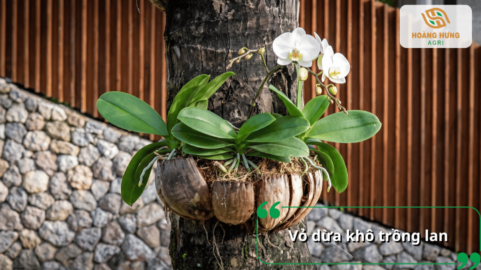 Lan hồ điệp trồng trên thân cây bằng vỏ dừa khô làm giá thể.