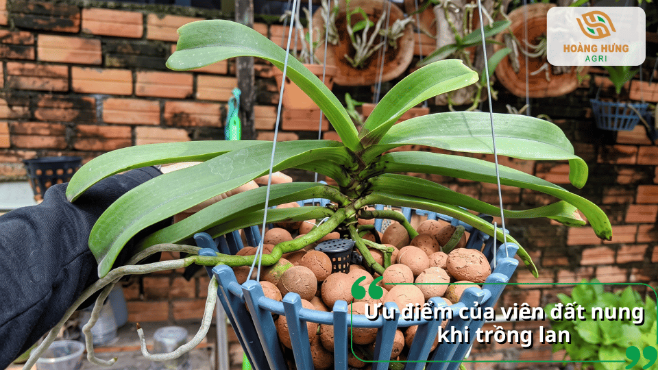 Ưu điểm của viên đất nung giúp tạo môi trường thông thoáng cho rễ lan.
