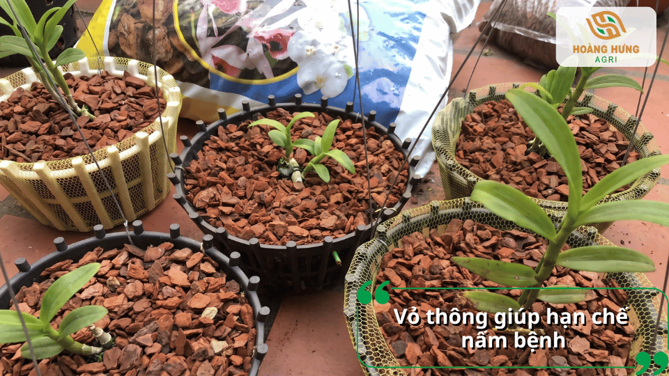 Các chậu lan sử dụng vỏ thông làm giá thể trồng cây.