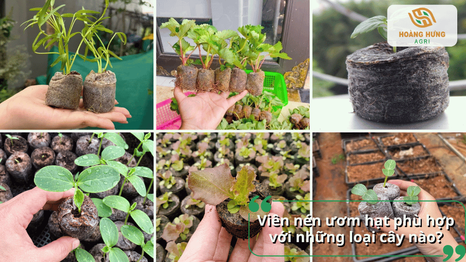 Viên nén ươm hạt phù hợp để ươm rau, dâu tây, hoa và nhiều loại cây giống khác.