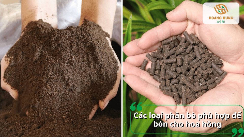 Phân bò dạng bột và phân bò viên phù hợp để bón cho hoa hồng, giúp cải thiện đất và hỗ trợ cây sinh trưởng.