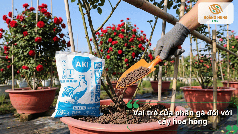 Hoa hồng trồng chậu phát triển xanh tốt sau khi được bón phân gà đúng cách.