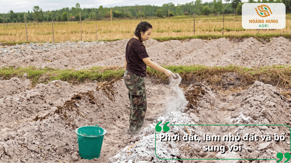 Người nông dân rải vôi lên đất để xử lý đất và hỗ trợ cải tạo đất trồng rau sau thu hoạch.