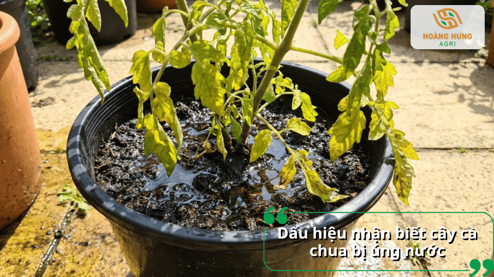 Cây cà chua ngoài ruộng bị ngập nước, lá vàng héo và quả đang phát triển.
