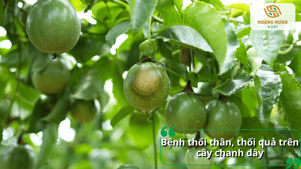Bệnh thối thân, thối quả trên cây chanh dây với các dấu hiệu hư hỏng rõ rệt.