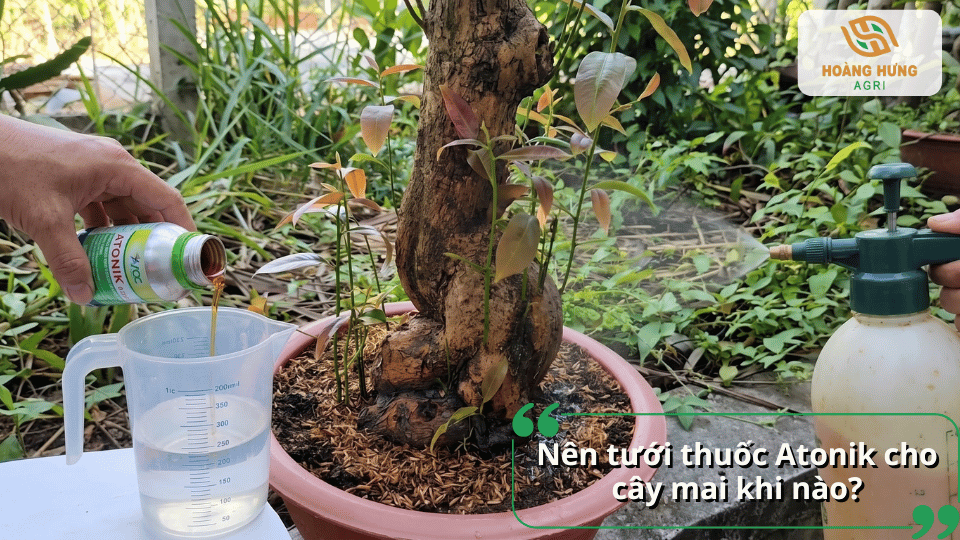 Thời điểm nên tưới thuốc kích rễ Atonik cho cây mai để đạt hiệu quả cao.