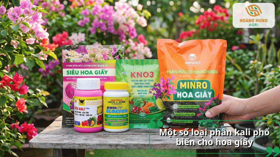 Một số loại phân kali phổ biến phù hợp cho cây hoa giấy ra hoa đẹp và lâu tàn.