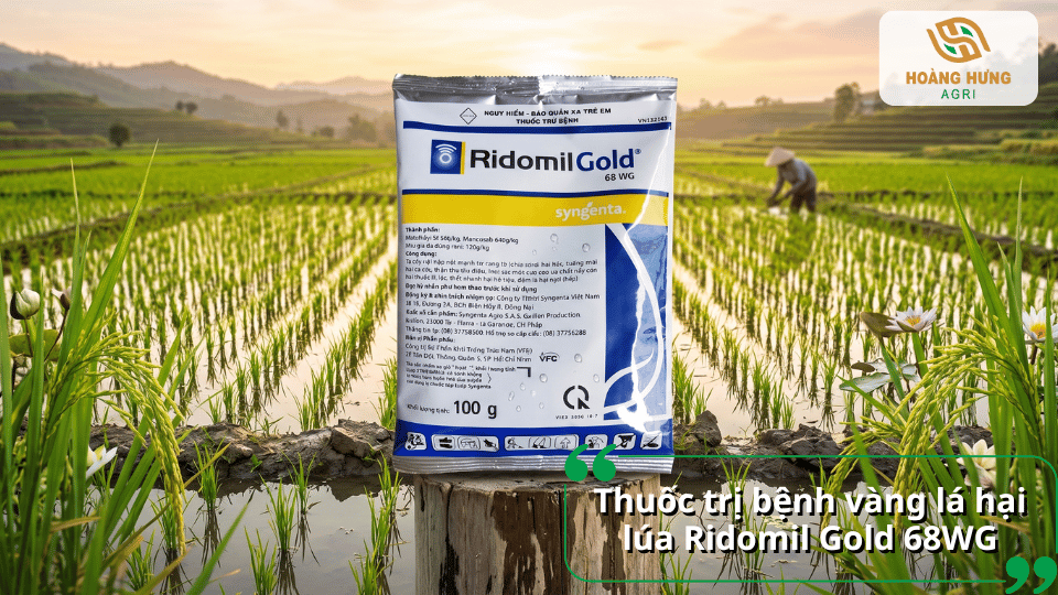 Gói thuốc Ridomil Gold 68WG đặt giữa ruộng lúa, giới thiệu thuốc trị bệnh vàng lá hại lúa.