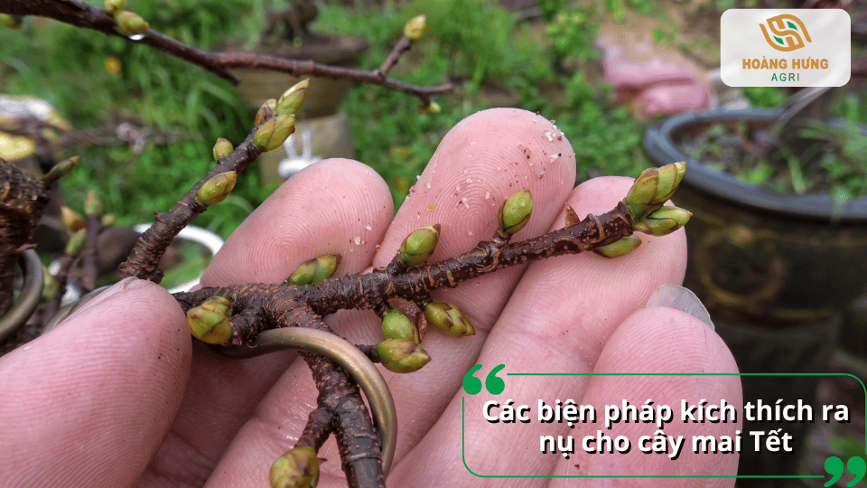 Các biện pháp kích thích cây mai vàng ra nhiều nụ và hoa dịp Tết.